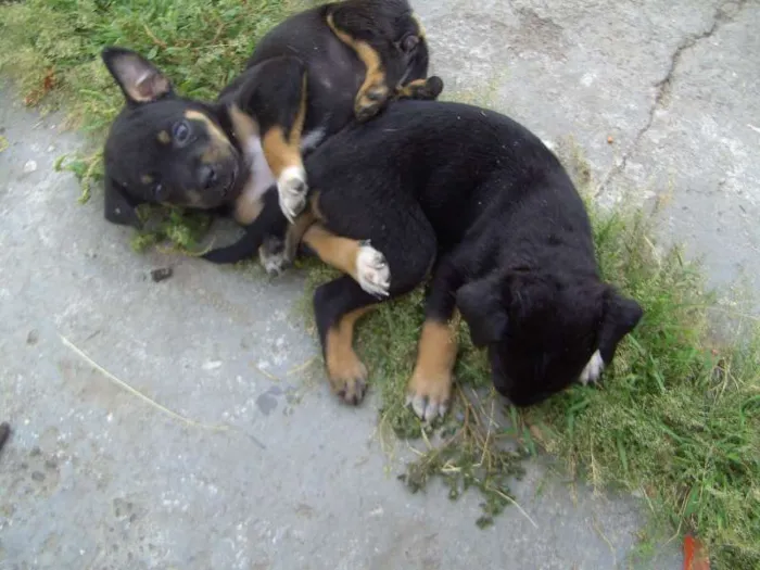 Cachorro raça vira lata idade Abaixo de 2 meses nome filhotes