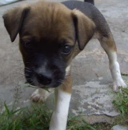 Cachorro raça vira lata idade Abaixo de 2 meses nome filhotes