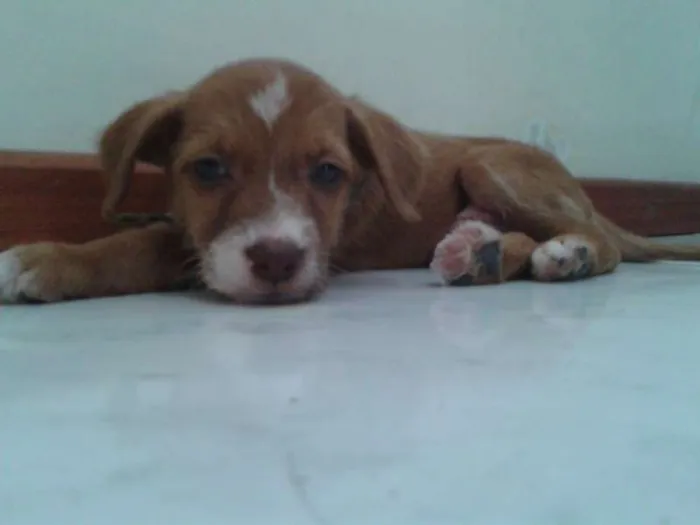 Cachorro raça Indefinida idade Abaixo de 2 meses nome Sem nome