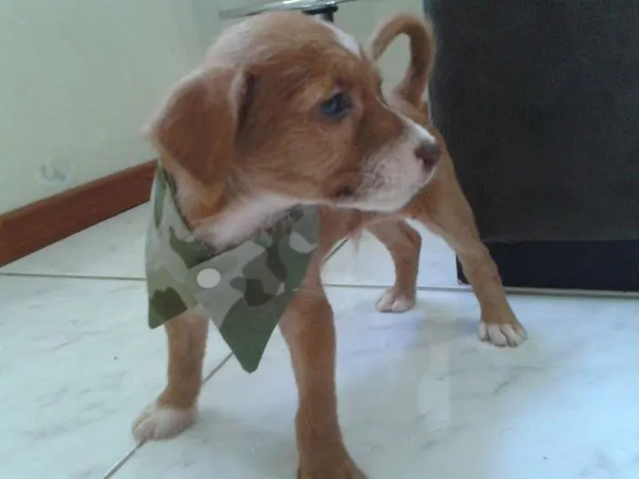 Cachorro raça Indefinida idade Abaixo de 2 meses nome Sem nome
