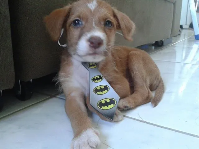 Cachorro raça Indefinida idade Abaixo de 2 meses nome Sem nome