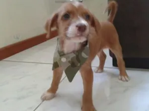 Cachorro raça Indefinida idade Abaixo de 2 meses nome Sem nome