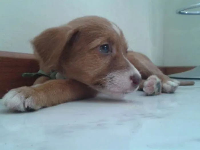 Cachorro raça Indefinida idade Abaixo de 2 meses nome Sem nome