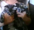 ternurinha