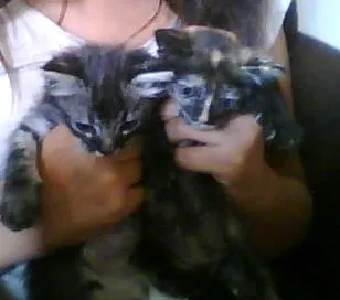 Gato raça SRD idade 2 a 6 meses nome ternurinha
