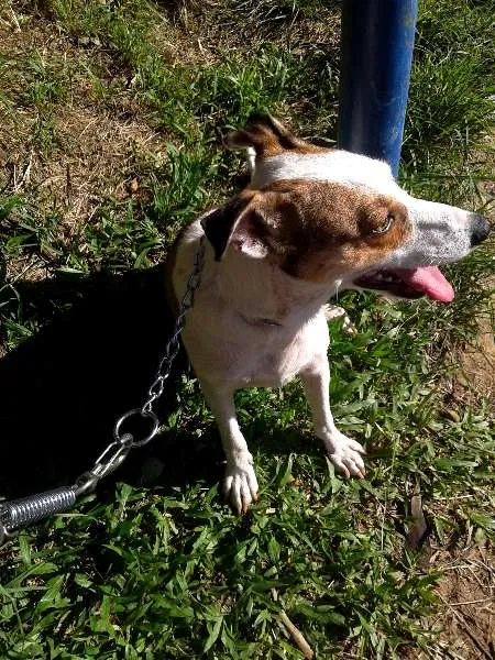 Cachorro ra a SRD idade 2 anos nome Amarula