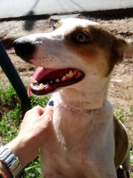 Cachorro ra a SRD idade 2 anos nome Amarula