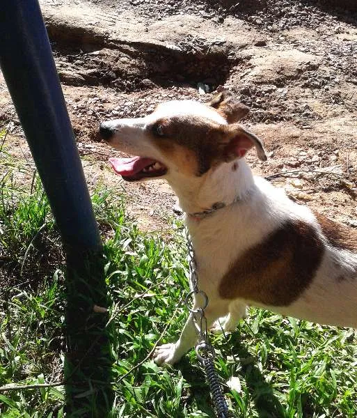 Cachorro ra a SRD idade 2 anos nome Amarula