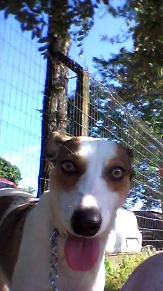 Cachorro ra a SRD idade 2 anos nome Amarula