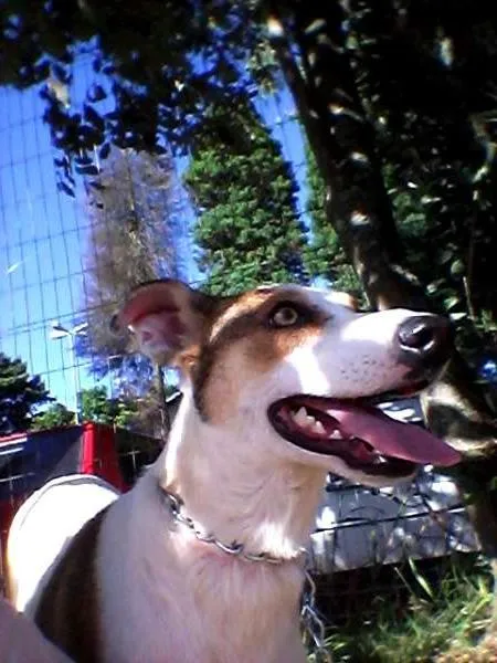 Cachorro ra a SRD idade 2 anos nome Amarula