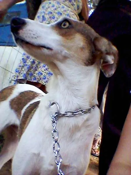 Cachorro ra a SRD idade 2 anos nome Amarula