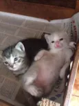 Bebe e Princesinha