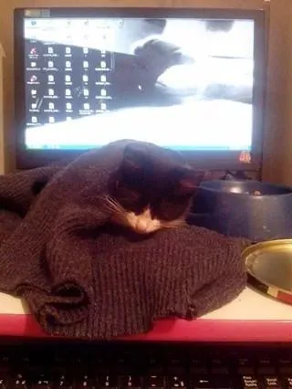 Gato raça Vira lata idade Abaixo de 2 meses nome Peter