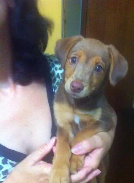 Cachorro ra a sem raça idade 2 a 6 meses nome sem nome