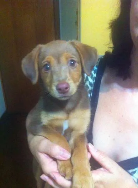 Cachorro ra a sem raça idade 2 a 6 meses nome sem nome