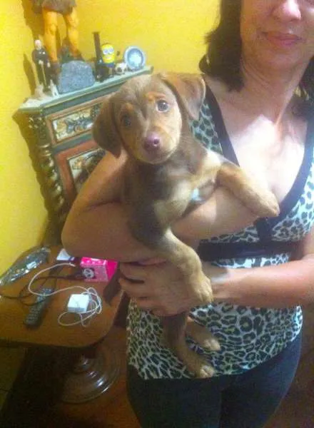 Cachorro ra a sem raça idade 2 a 6 meses nome sem nome