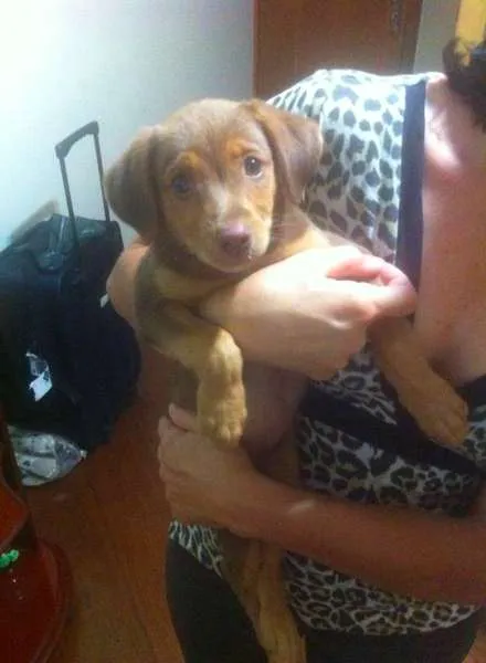 Cachorro ra a sem raça idade 2 a 6 meses nome sem nome