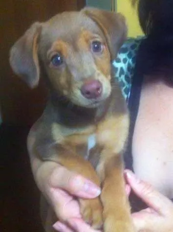 Cachorro ra a sem raça idade 2 a 6 meses nome sem nome
