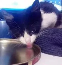 Gato raça Vira lata idade Abaixo de 2 meses nome Peter