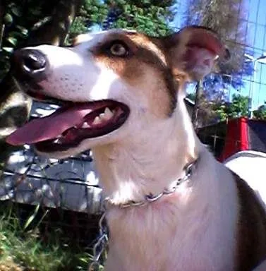 Cachorro ra a SRD idade 2 anos nome Amarula