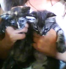 Gato raça SRD idade 2 a 6 meses nome ternurinha