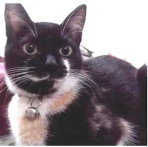 Gato raça SRD idade 1 ano nome Lorraine