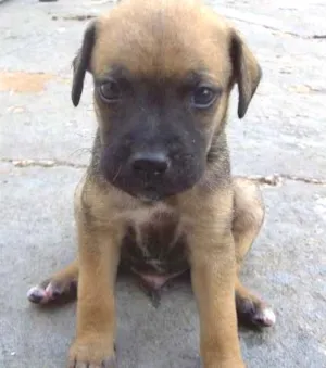 Cachorro raça vira lata idade Abaixo de 2 meses nome filhotes
