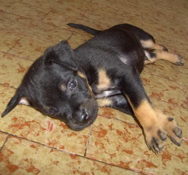 Cachorro raça vira lata idade Abaixo de 2 meses nome filhotes