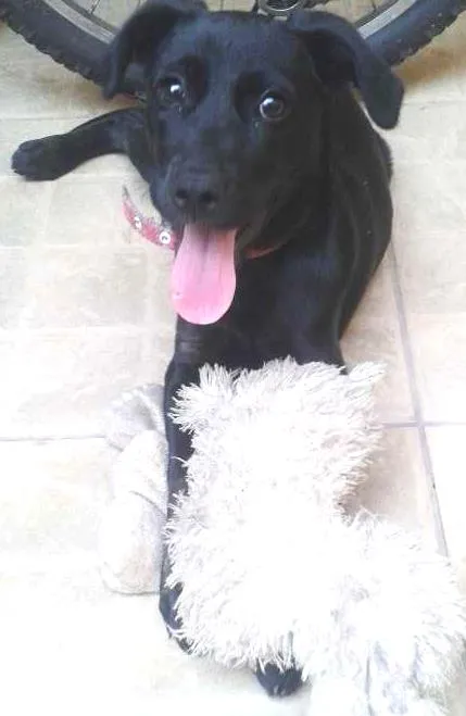 Cachorro raça Vira Lata  idade 2 a 6 meses nome Nina 