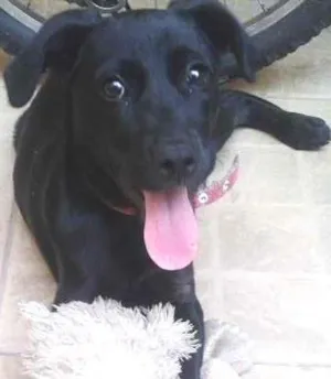 Cachorro raça Vira Lata  idade 2 a 6 meses nome Nina 