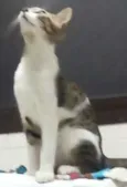 Lili