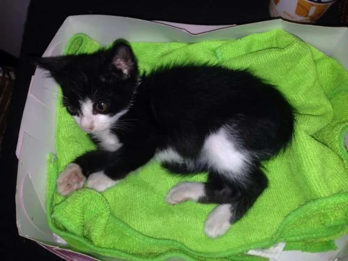 Gato ra a sem raça definida idade 2 a 6 meses nome Preta e branca