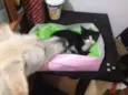 Preta e branca