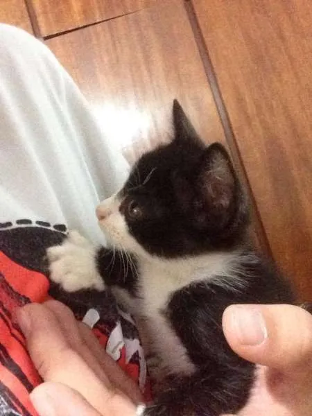 Gato ra a sem raça definida idade 2 a 6 meses nome Preta e branca