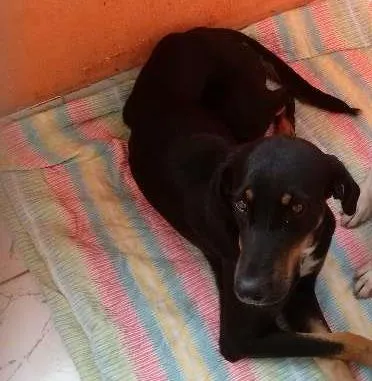 Cachorro raça SRD idade 2 anos nome Chiara