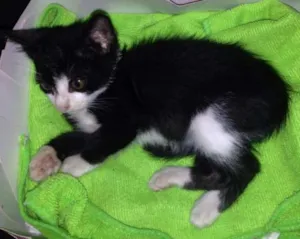 Gato raça sem raça definida idade 2 a 6 meses nome Preta e branca
