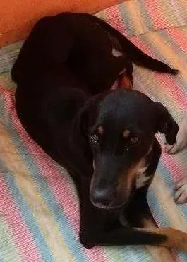 Cachorro raça SRD idade 2 anos nome Chiara