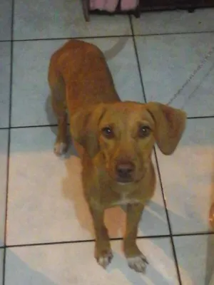 Cachorro raça Pitbull com vira-lata idade 7 a 11 meses nome Sheena
