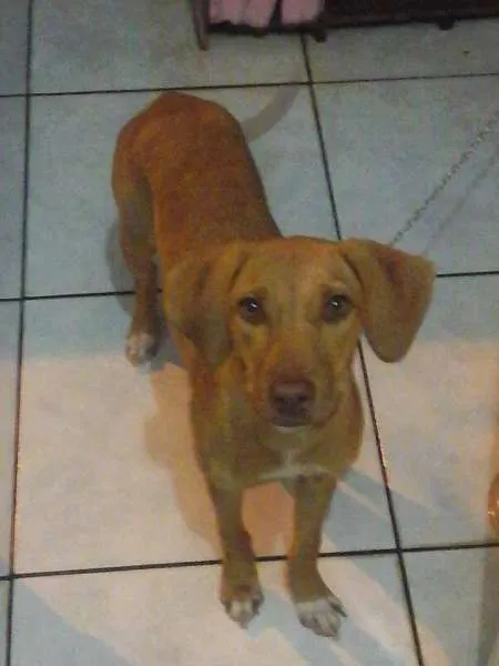 Cachorro ra a Pitbull com vira-lata idade 7 a 11 meses nome Sheena