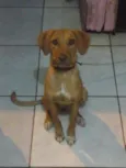 Sheena
