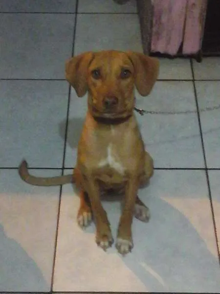 Cachorro ra a Pitbull com vira-lata idade 7 a 11 meses nome Sheena