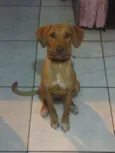 Sheena