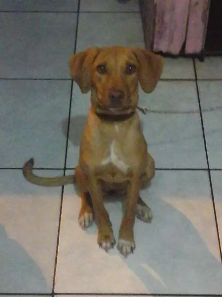 Cachorro ra a Pitbull com vira-lata idade 7 a 11 meses nome Sheena