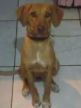 Sheena