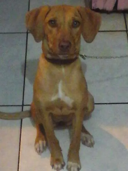 Cachorro ra a Pitbull com vira-lata idade 7 a 11 meses nome Sheena