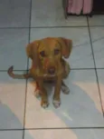 Sheena