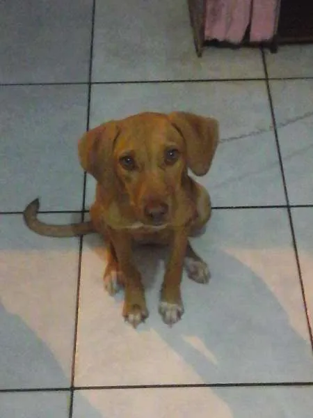 Cachorro ra a Pitbull com vira-lata idade 7 a 11 meses nome Sheena