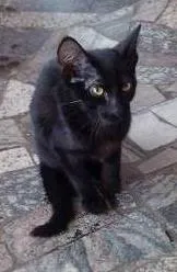 Gato ra a Vira lata idade 2 a 6 meses nome Filhotes