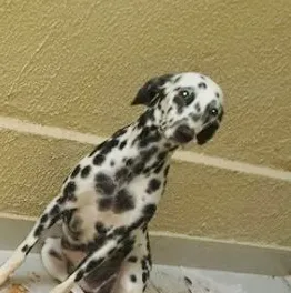 Cachorro ra a Dálmata idade 7 a 11 meses nome Anita