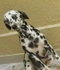 Cachorro ra a Dálmata idade 7 a 11 meses nome Anita